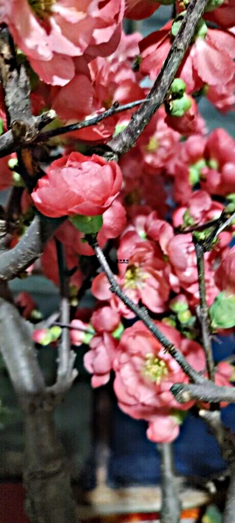 长寿海棠：一盏不眠的灯‌